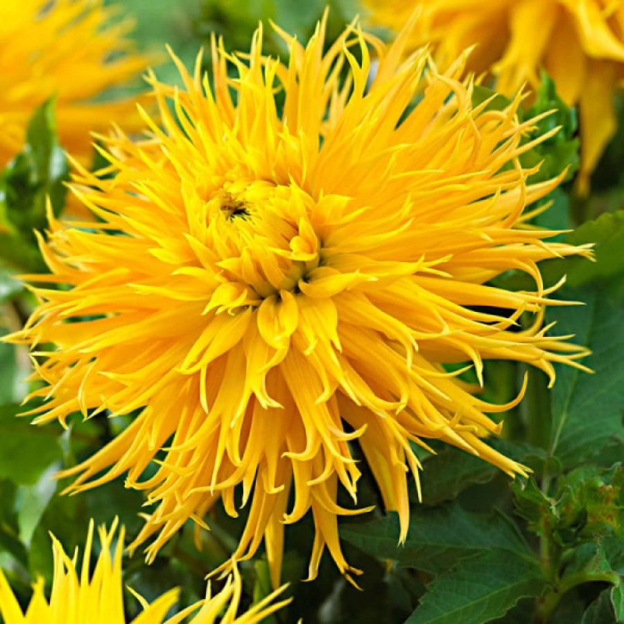 Жоржина оторочена Encore