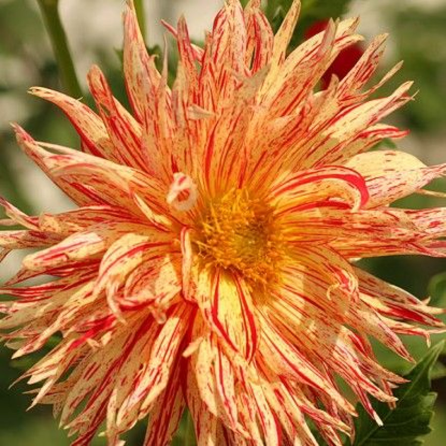 Жоржина оторочена Rejman's Firecracker