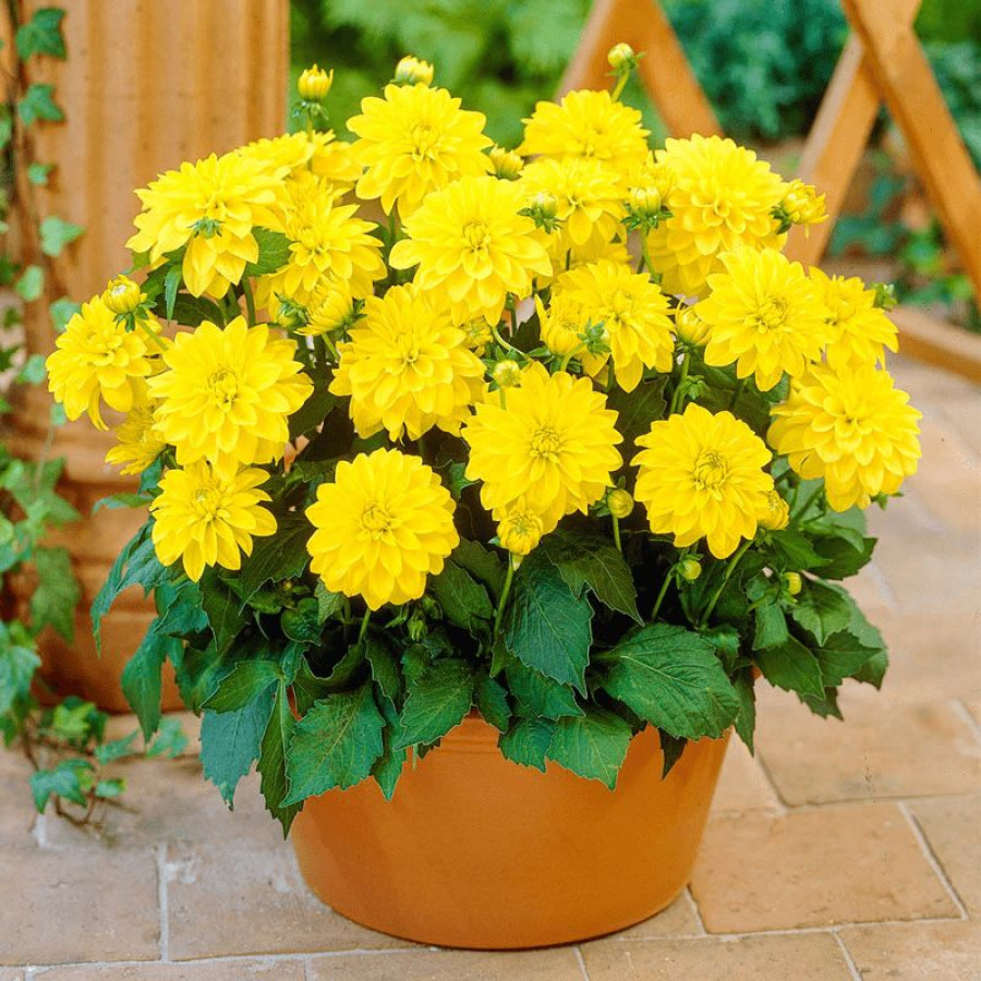 Жоржина бордюрна Gallery Cezane