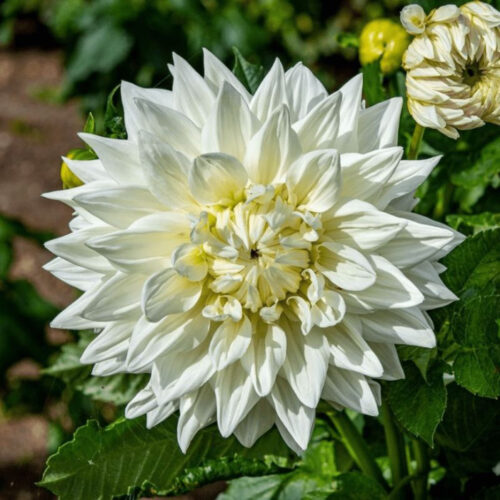 Жоржина декоративна Bull's Pride