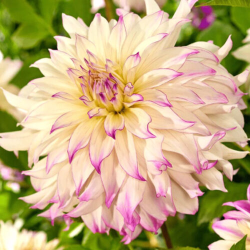 Жоржина декоративна Ferncliff Illusion