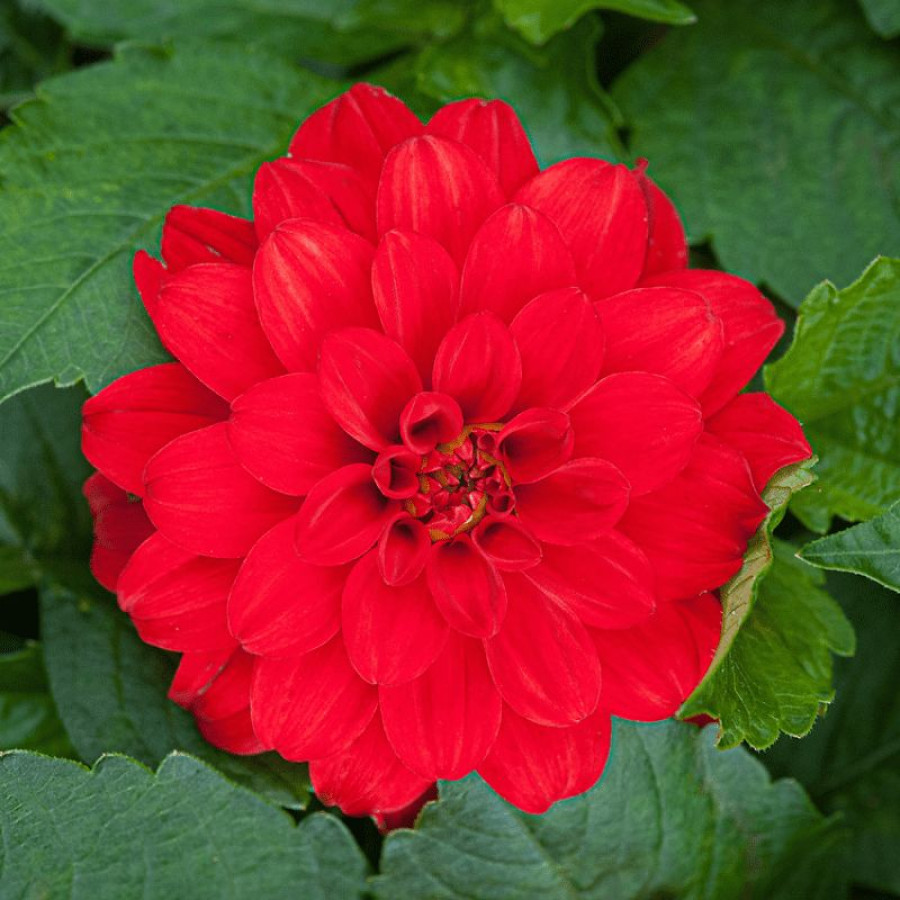 Жоржина бордюрна Gallery Rivera