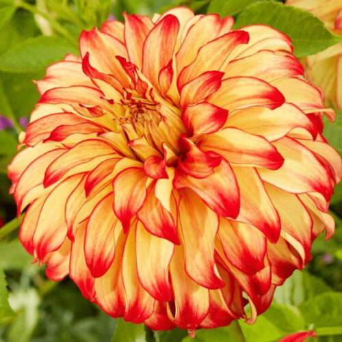 Жоржина декоративна Lady Darlene