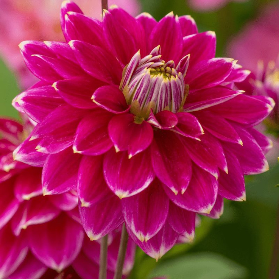 Жоржина декоративна Maldini