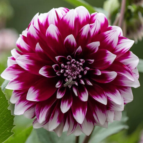 Жоржина декоративна Mystery Day