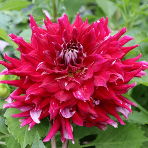 Жоржина декоративна Myth