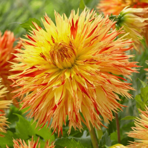 Жоржина оторочена Cheyenne Chieftain