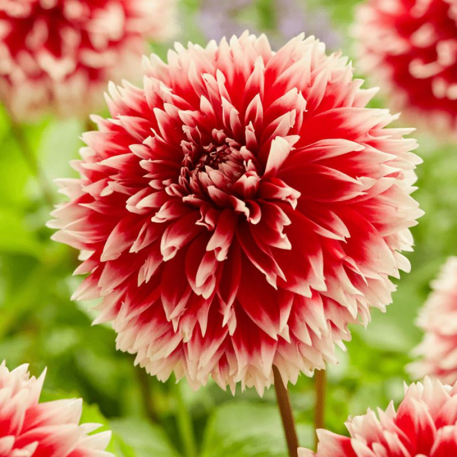 Жоржина оторочена Red and White Fubuki