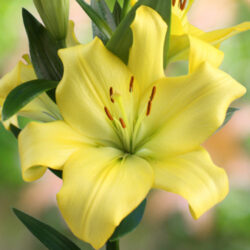 Lilium Yellow miracle