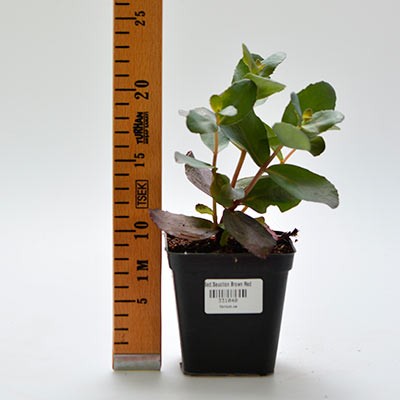 Седум Seduction Brown-Red саджанець у контейнері 0,5 л