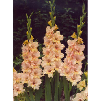 Gladiolus Sacramento Frizzle