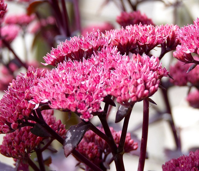 Седум Black Beauty корневище в контейнере 0,5 л