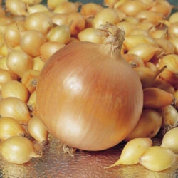 onion Sturon