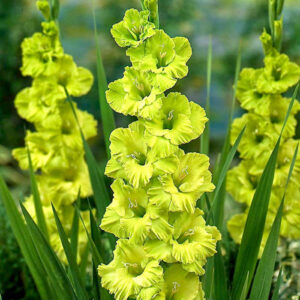 Gladiolus Green Star