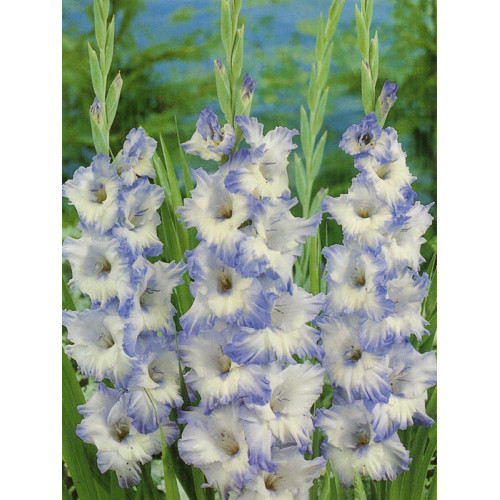 Gladiolus Blue Frost