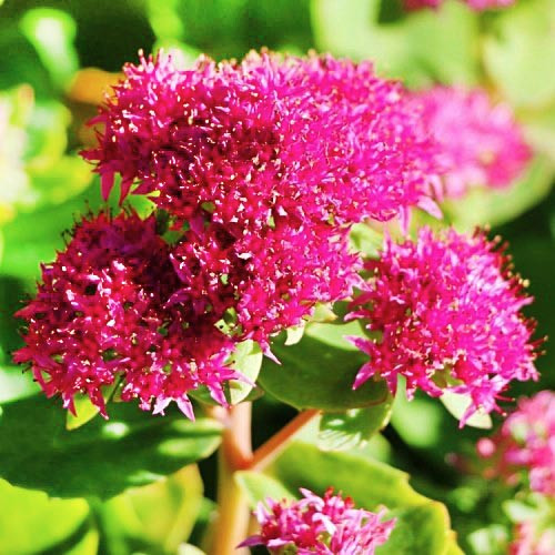 Седум Munstead Dark Red саджанець у контейнері 0,5 л