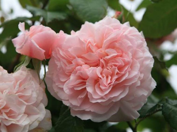 Троянда Роуз де Толбіак-саджанець