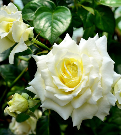 Троянда Ельф-саджанець