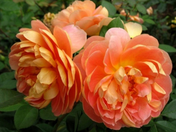 Троянда Pat Austin саджанець Класс: англійська - Зображення 2