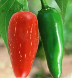 Перець солодкий Халапеньо