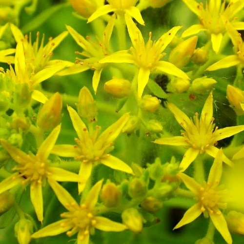 Седум Selskianum саджанець у контейнері 0,5 л