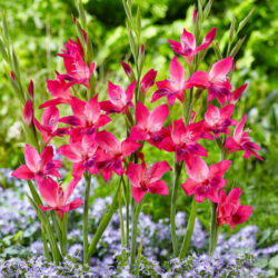 Gladiolus Vulcano