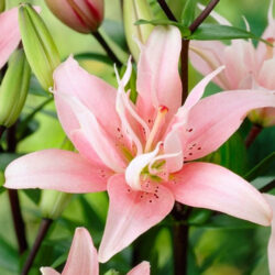 Lilium Aphrodite