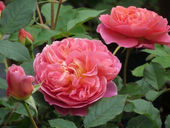 Троянда Boscobel саджанець Класс: англійська - Зображення 2