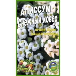 Аліссум-Сніговий-килим-щира-нива