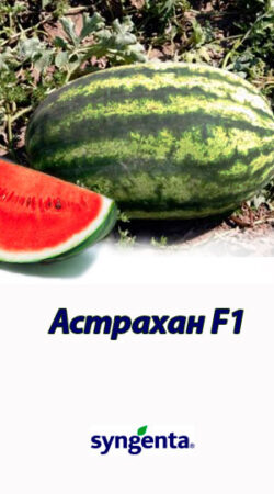 Astrahan-F1-gibrid-arbuza-Syngenta