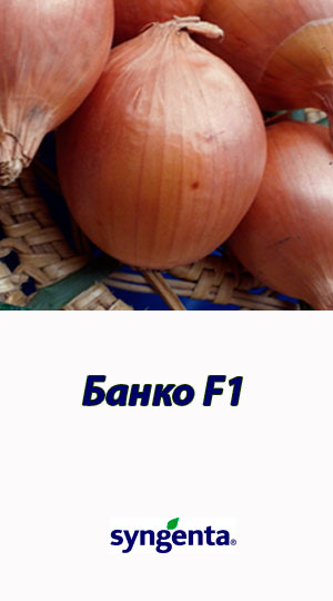 Banko-F1-gibrid-luka-Syngenta