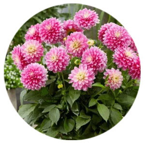 Бордюрні жоржини