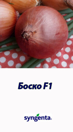 Bosko-F1-gibrid-luka-Syngenta