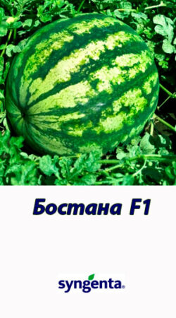 Bostana-F1-gibrid-arbuza-Syngenta