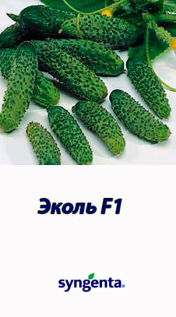 E`kol-F1-gibrid-ogurtsa-Syngenta