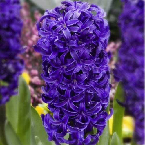 Гіацинт-Aida-150-цибулин-розмір-19