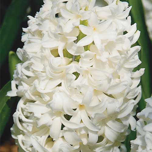 Гіацинт-Aiolos-150-цибулин-розмір-19