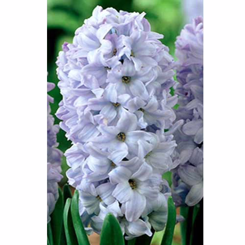 Гіацинт-Блу-Айз-30-цибулин