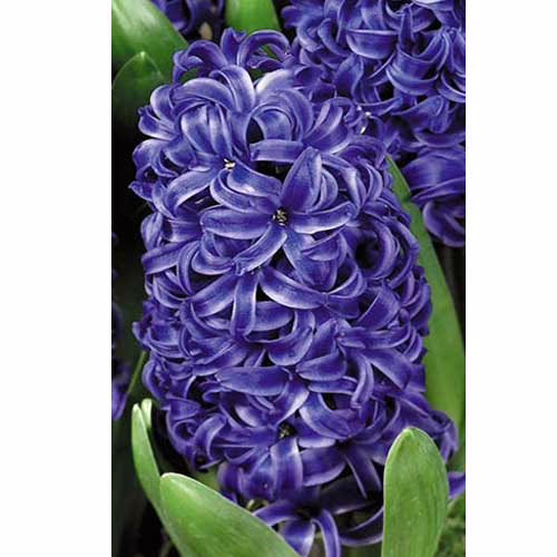 Гіацинт-Блу-Перл-30-цибулин