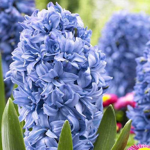 Гіацинт-Блу-Танго-30-цибулин