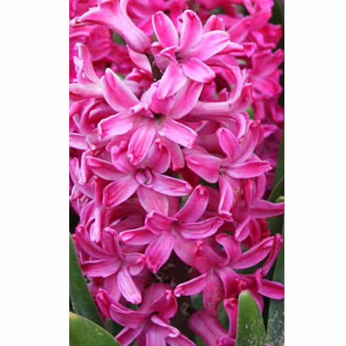 Гіацинт-Ян-Бос-30-цибулин