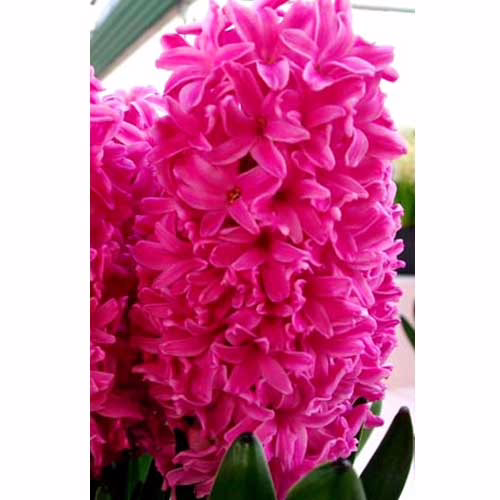 Гіацинт-Ібіс-30-цибулин