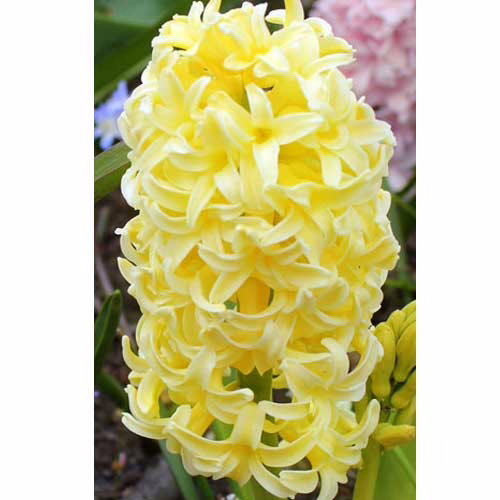 Гіацинт-Йеллоу-Куїн-30-цибулин