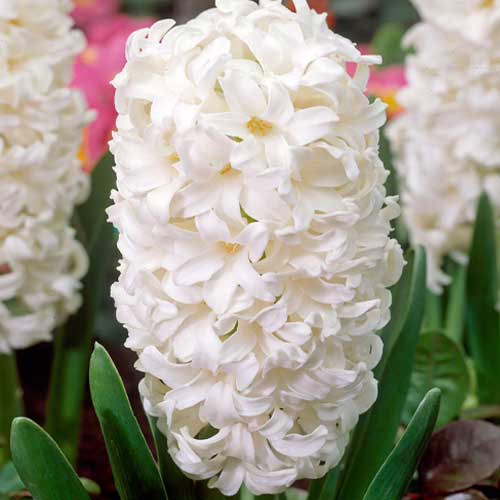 Гіацинт-Карнегі-150-цибулин