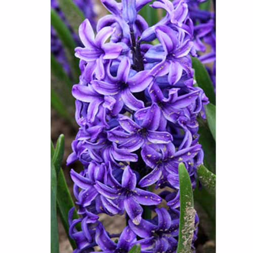 Гіацинт-Мінос-30-цибулин