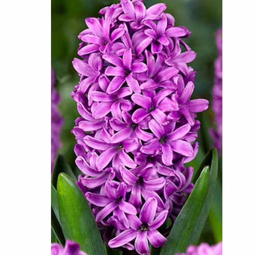 Гіацинт-Міс-Сайгон-30-цибулин