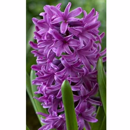 Гіацинт-Перпл-Сенсейшн-30-цибулин
