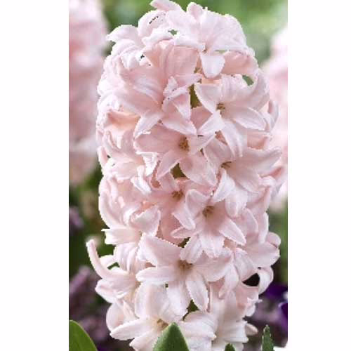 Гіацинт-Пінк-Елефант-30-цибулин