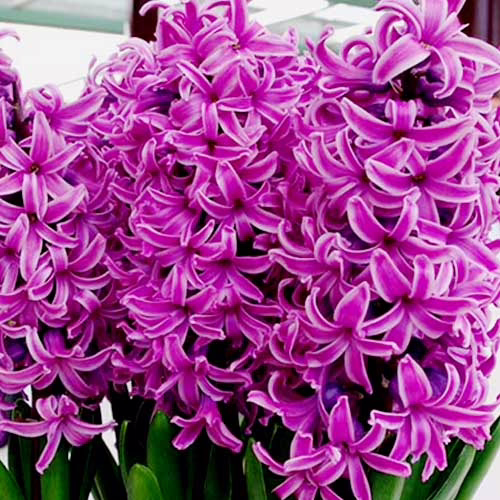 Гіацинт-Пол-Херман-30-цибулин