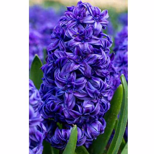 Гіацинт-Роял-Наві-30-цибулин